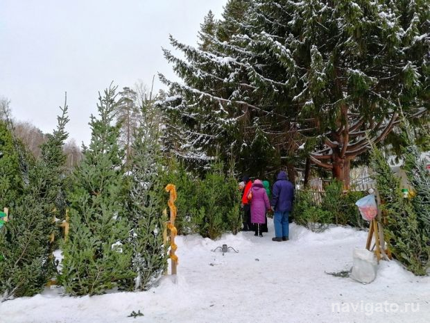 Елочные базары начали работать в Советском районе