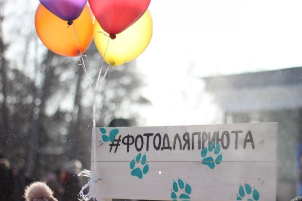 Добро пожаловать на фотосессию с собаками и не только