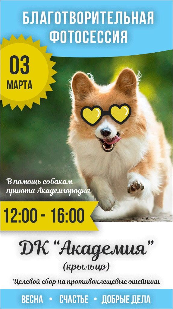 Четвероногие модели ждут горожан на благотворительной фотосессии в Академгородке