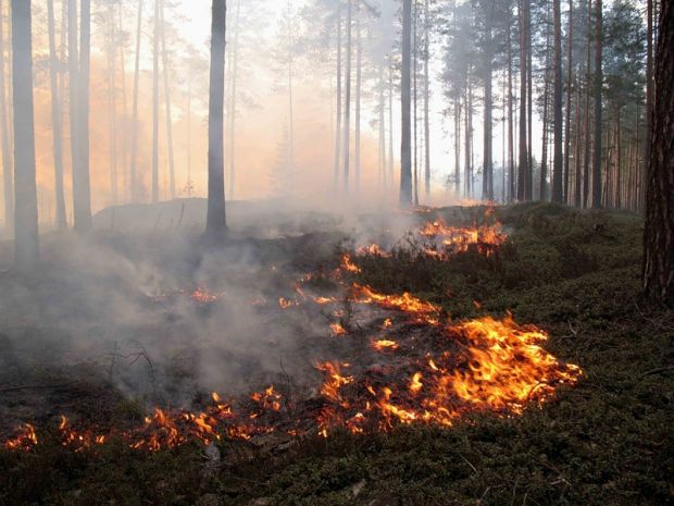 В Новосибирске установлено начало пожароопасного сезона
