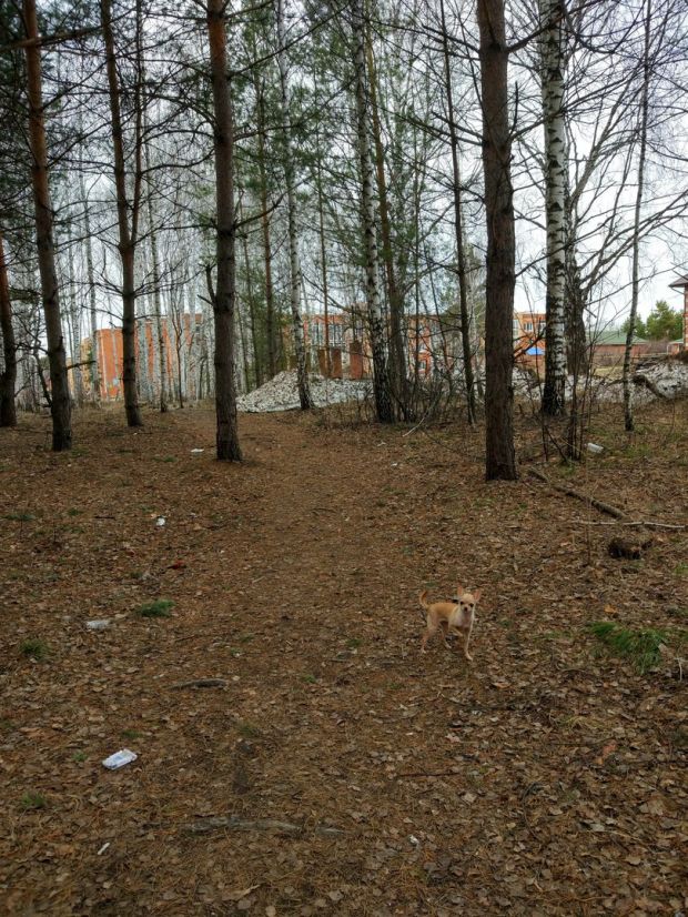 Флешмоб по сбору мусора с собаками объявили неравнодушные горожане