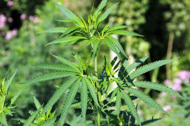 Объявлена война с дикорастущей коноплей