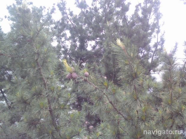 Своя тайга появилась на улице Арбузова