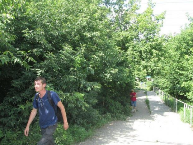 Почему вырубили кустарник на Шлюзе?