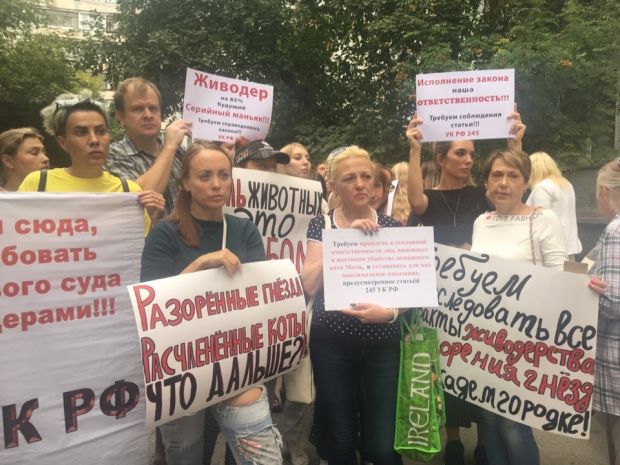 Следственный комитет: «Кот Мотя умер в результате насильственных действий»