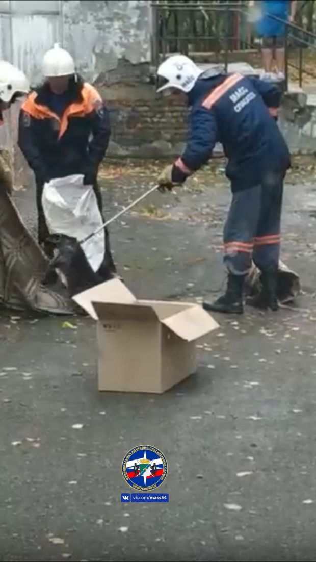 Одинокого енота поймали в Советском районе