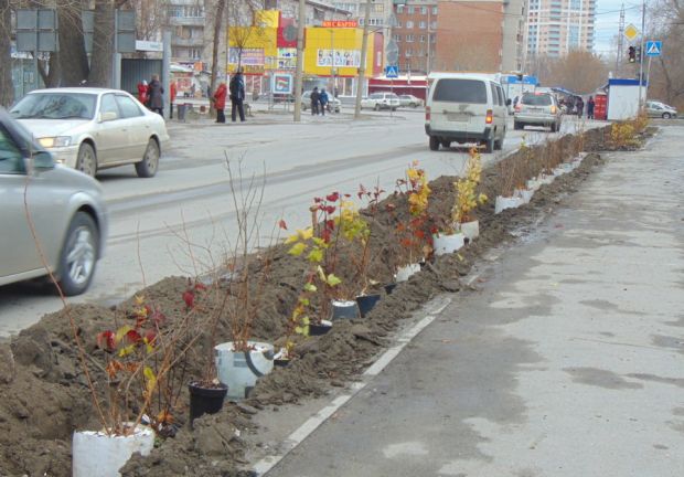В Новосибирске приостановлена акция «Посади свое дерево»