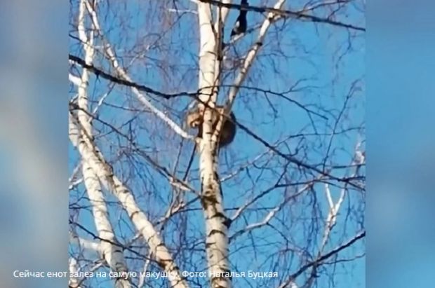 Енотиху Варю сняли с березы в Бердске