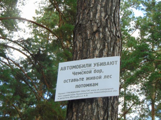 Чемской бор мэрия хочет сдать в аренду предпринимателям