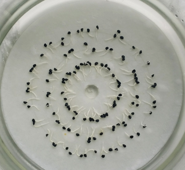 Ученые исследовали влияние малых доз радиации на развитие растений