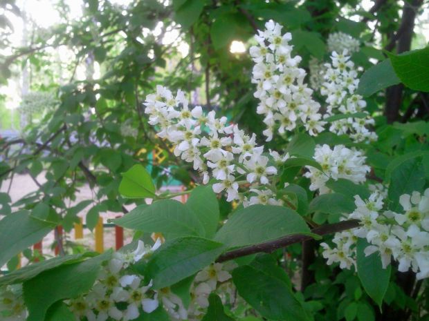 Дождливая неделя ждет новосибирцев