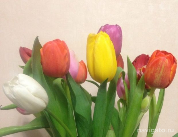 Власти поздравляют сибиряков с Днем Весны и Труда