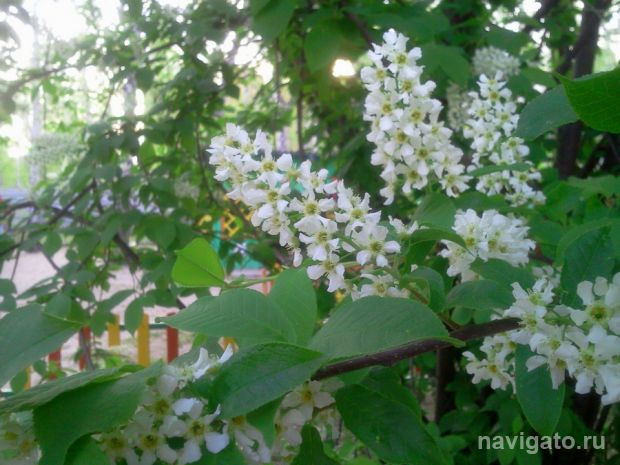Цветет черемуха к похолоданию: три дня дождей и заморозки