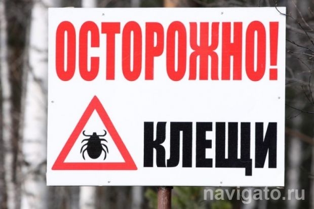 Из-за покусов клещами за помощью обратились 33 жителя Советского района