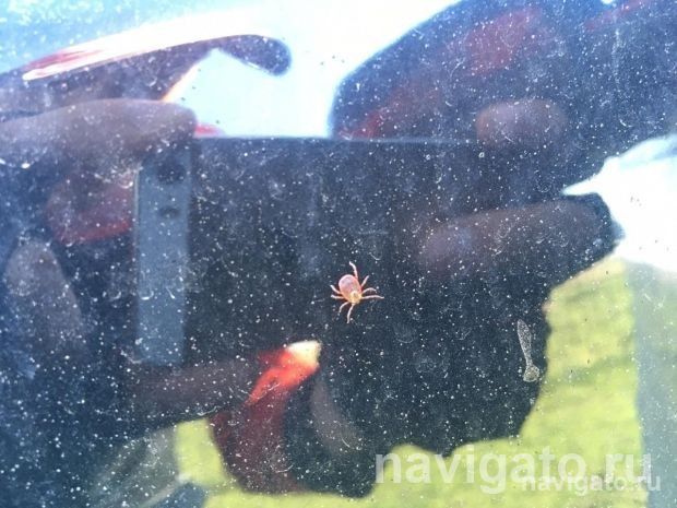 У подростка из Советского района диагностирован клещевой энцефалит