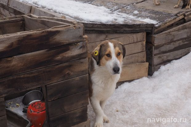 Увидел собаку с биркой в ухе – не паникуй!