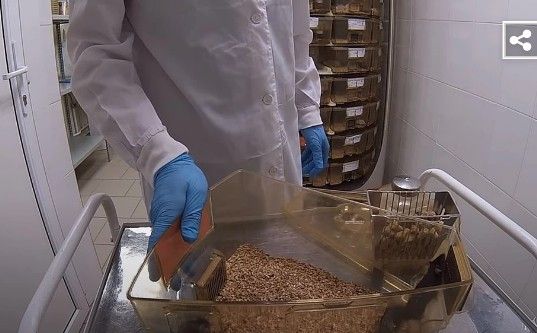 Ученые ИЦиГ снимают 5 серий шоу с подопытными мышами