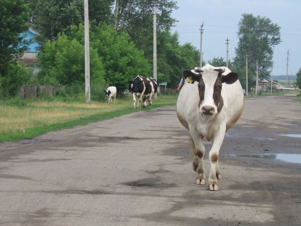Из-за засухи в некоторых районах области могут ввести режим ЧС