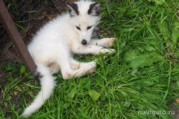 Новые вольеры и лабиринт строят на звероферме для лисиц