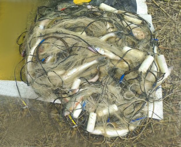 Новосибирцу грозит до двух лет тюрьмы за браконьерство