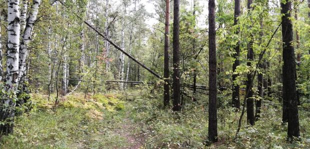 Жительница Финляндии в шоке от лесов Академгородка