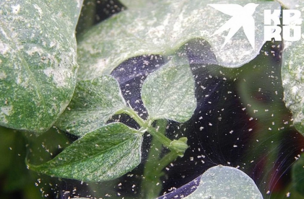 Особый вид клещей-хищников будет охотиться на дачных вредителей