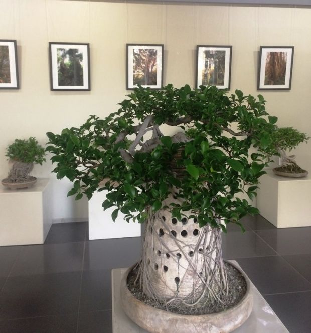 Японские фото и сибирский бонсай: необычная выставка в Доме ученых