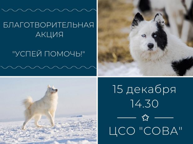 «Сова» приглашает на благотворительную акцию «Успей помочь»