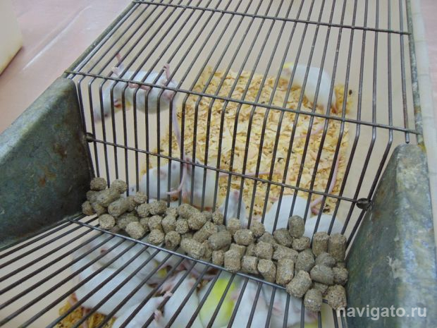 Учёные СО РАН разработали средство для восстановления после химиотерапии