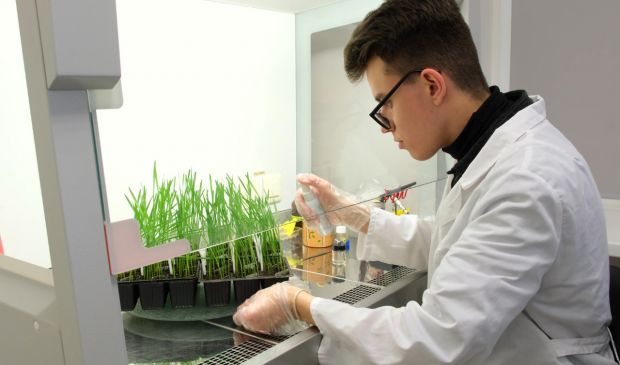 Ребята из СУНЦ НГУ выводят новые сорта пшеницы вместе с учеными