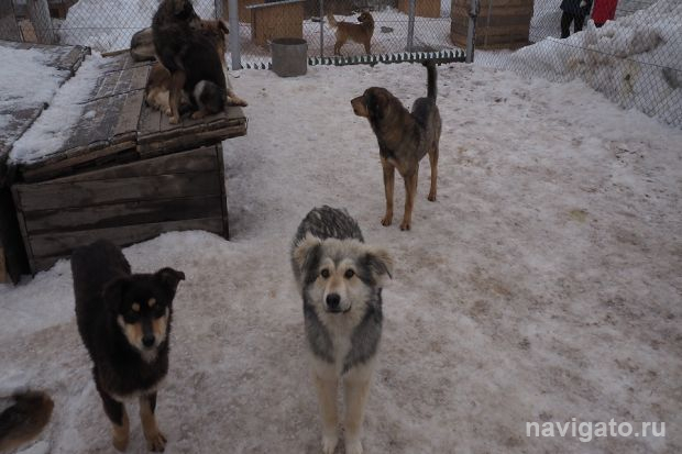 Первый муниципальный приют могут построить в Новосибирске