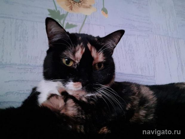 Для кошек создадут вакцину против COVID