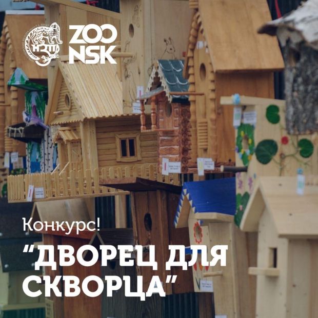 «Дворец для скворца»: зоопарк ждет участников конкурса