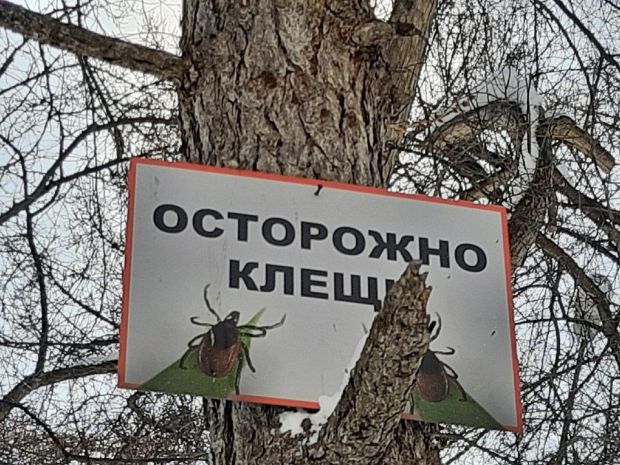 Губернатор рекомендовал начать подготовку к клещевому сезону
