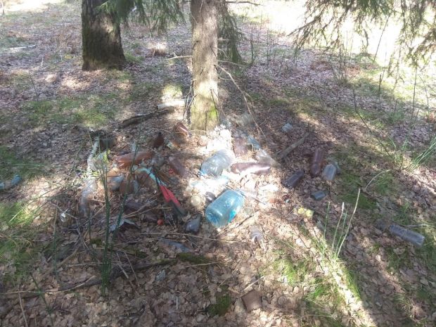 В лесу около НГУ пройдет субботник