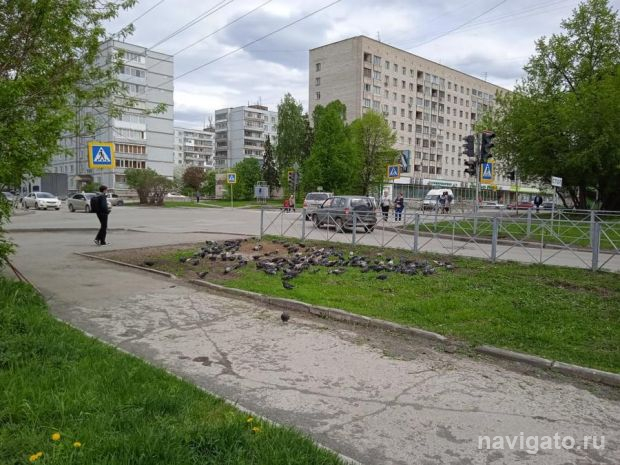 Стая голубей уничтожила семена газонной травы в микрорайоне Щ
