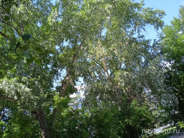 Начавшиеся дожди спасут Новосибирск от горящего аллергена