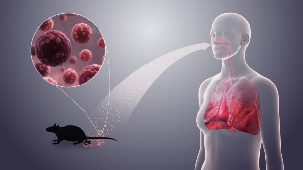 Химики из Новосибирска и Москвы нашли соединение, поражающее вирус Хантаан