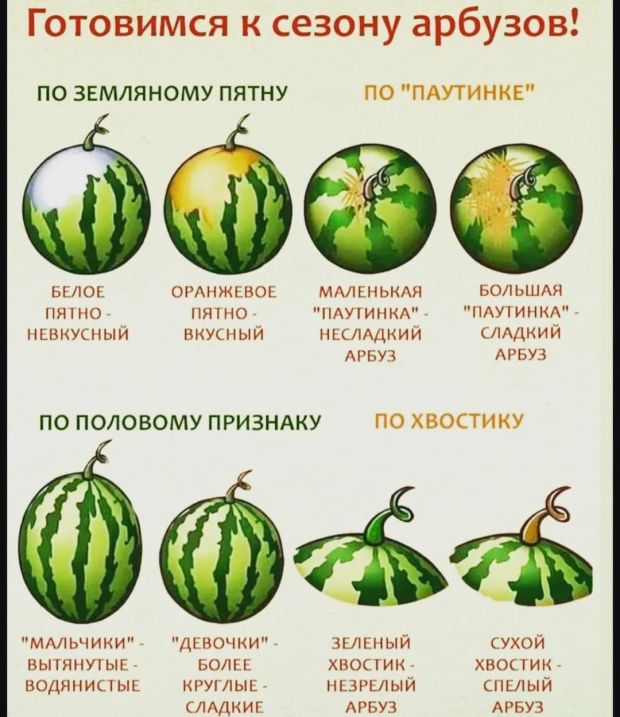 Более 2 тонн арбузов привезли в Новосибирск