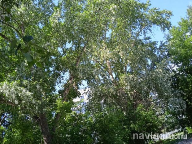 Почему в городе не вырубят все тополя, объяснила заммэра Анна Терешкова