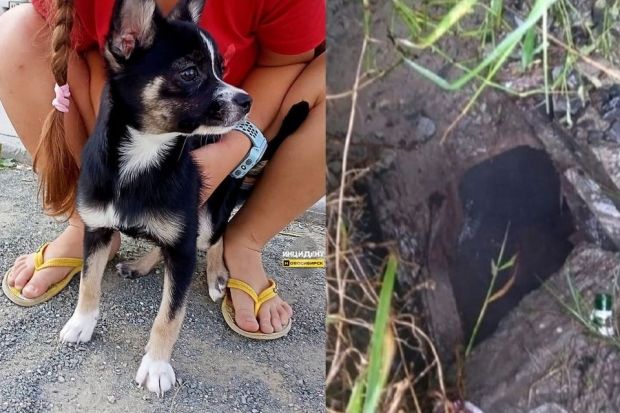 Собака упала в яму с горячей водой и погибла