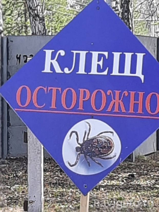 За неделю максимум укушенных клещами отмечен в Советском районе