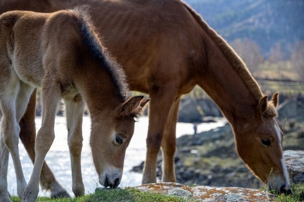 День покровителей лошадей Флора и Лавра отметят в музее под открытым небом