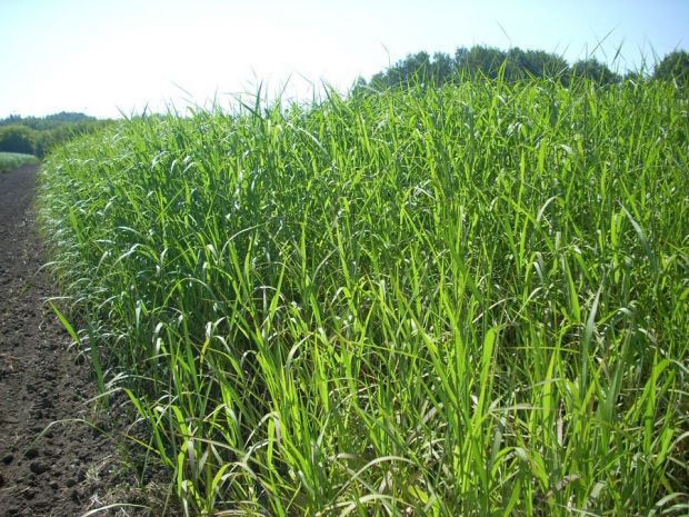 Россия может обойтись без привозной целлюлозы