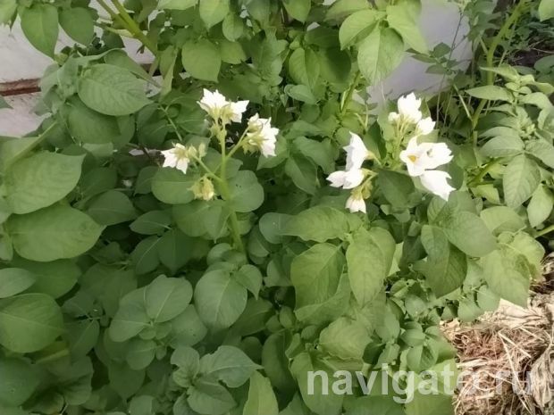 Горожане могут взять землю под посадку картофеля