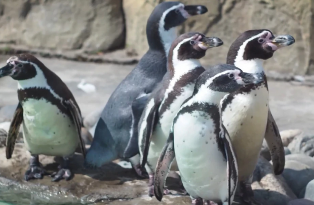 В Новосибирском зоопарке пингвины пошли купаться (видео)