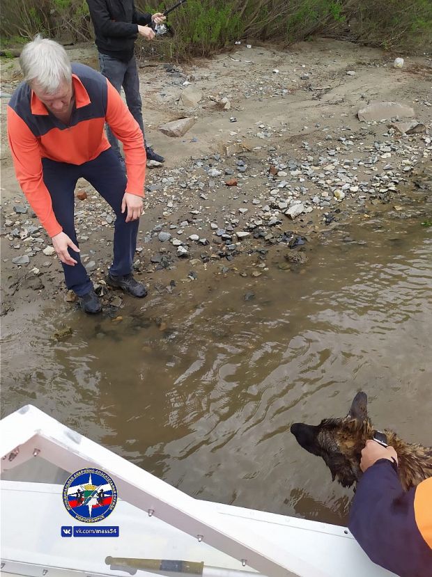 Спасатели помогли спасти овчарку, которую уносило течением реки