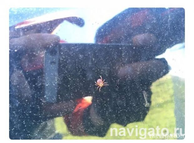 Еще один новосибирец умер от укуса клеща