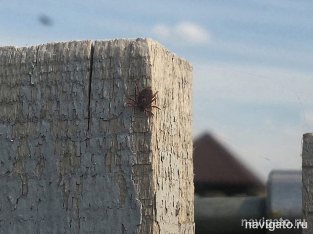 Советский район вновь в лидерах по укусам клещами