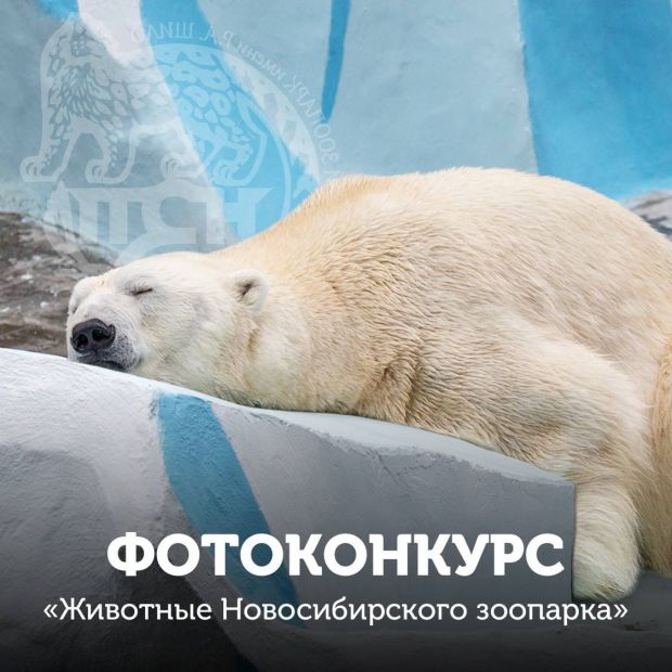 Новосибирский зоопарк объявил о большом фотоконкурсе
